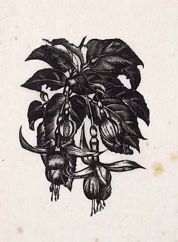 Fuschia