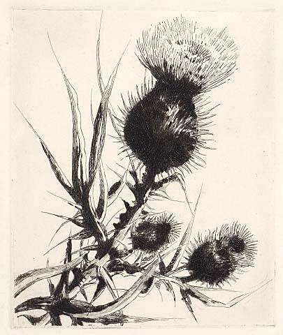 Thistle