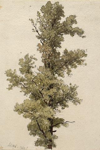Study of a Tree