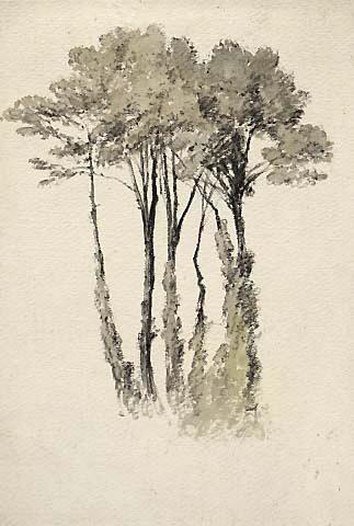 Study of Scotch Firs