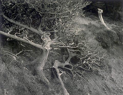 Cypress; Point Lobos