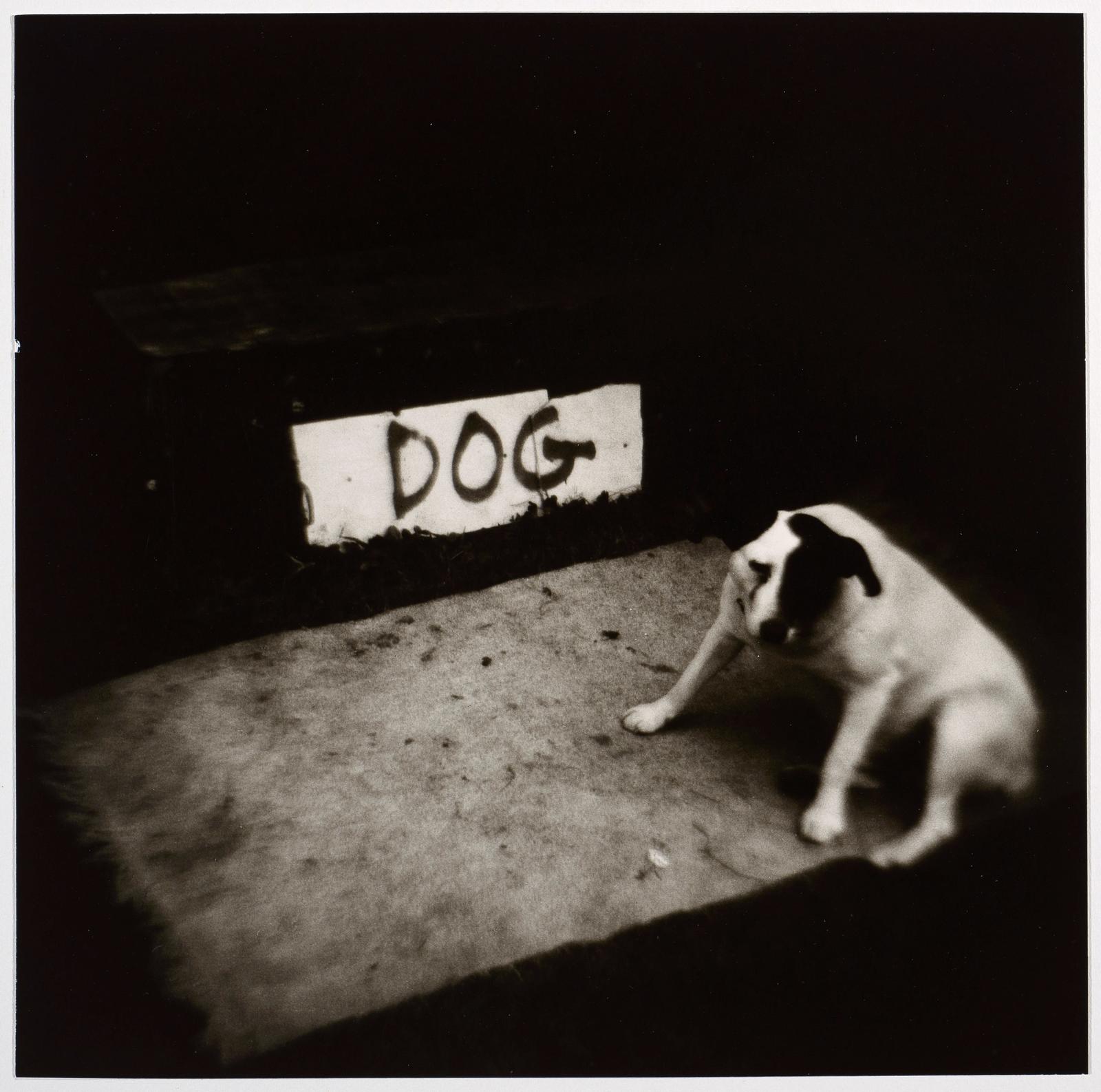 Dog