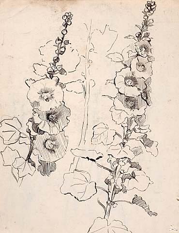 Hollyhocks