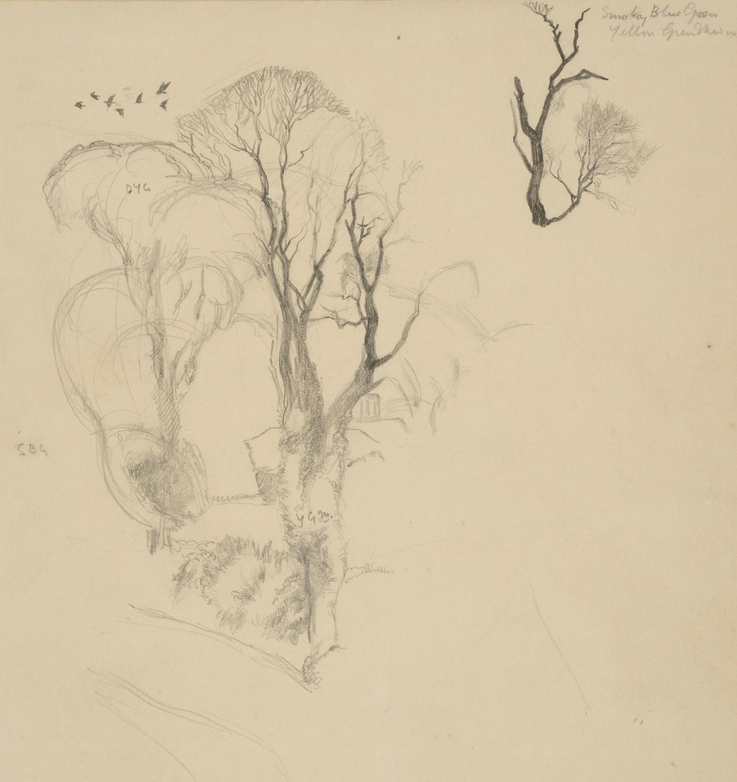 Notes from New Zealand elms