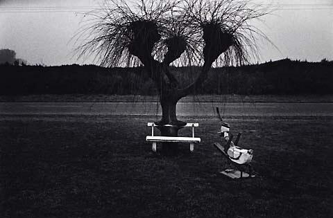 Untitled (Pines Beach, Kaiapoi) 1977