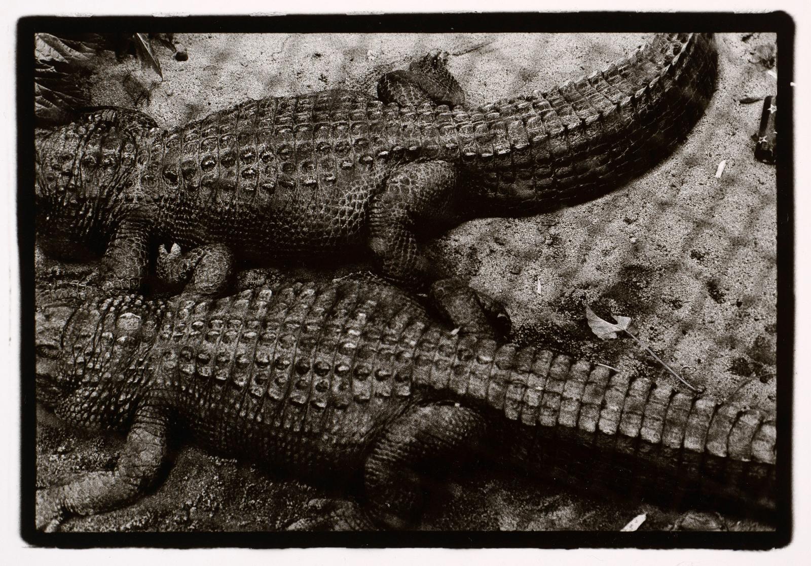 Alligators, Auckland Zoo