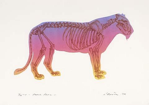 Paper fossil - Lioness