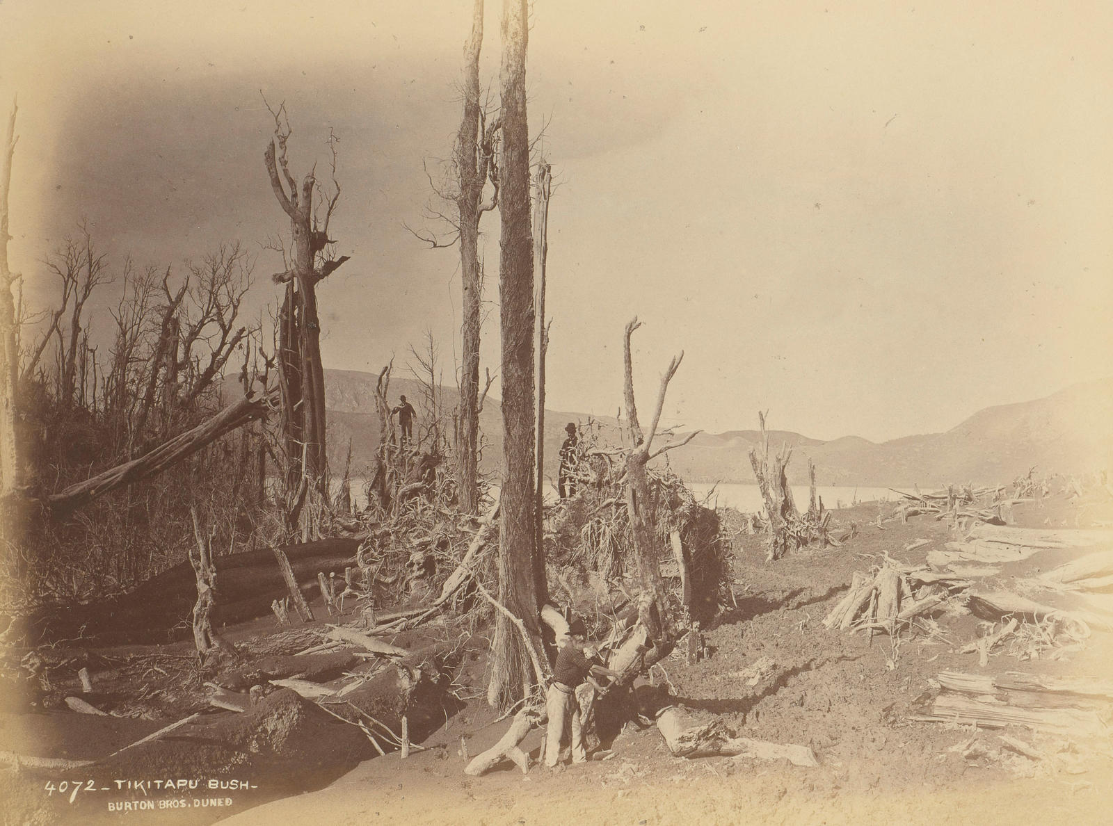 Tikitapu Bush