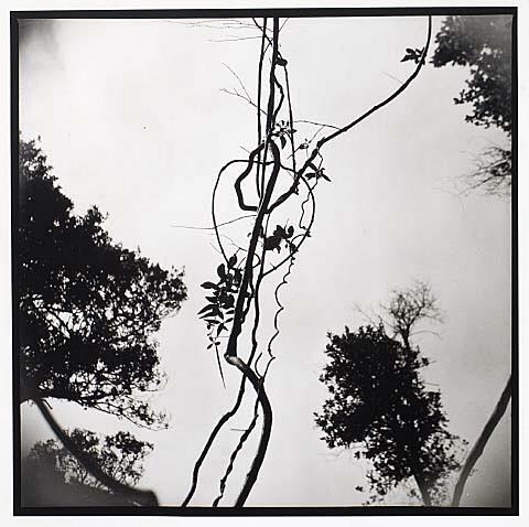 Untitled (Tree and Liane)