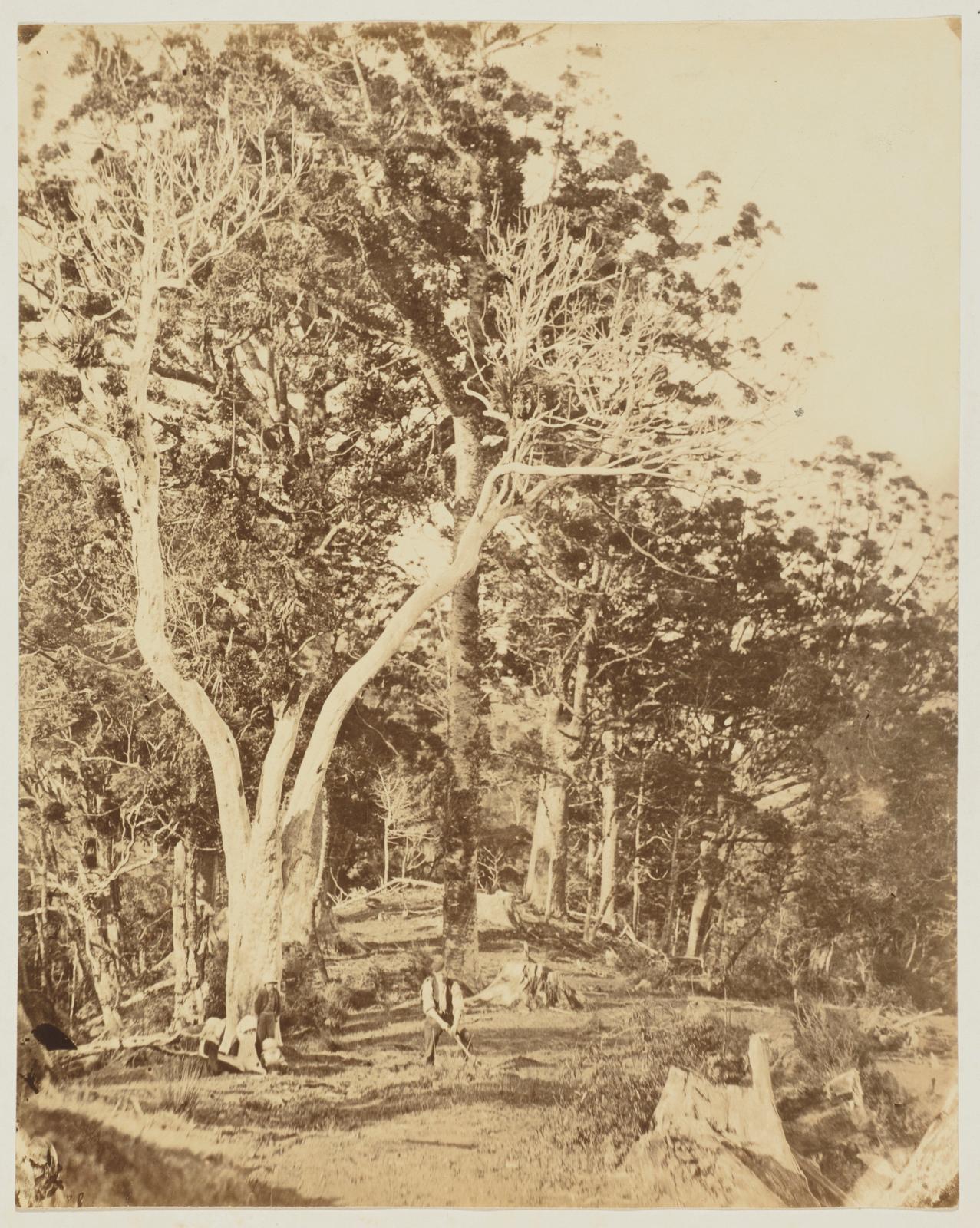 Titirangi Bush