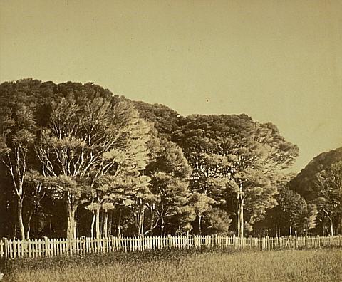 Manuka in the Auckland Domain