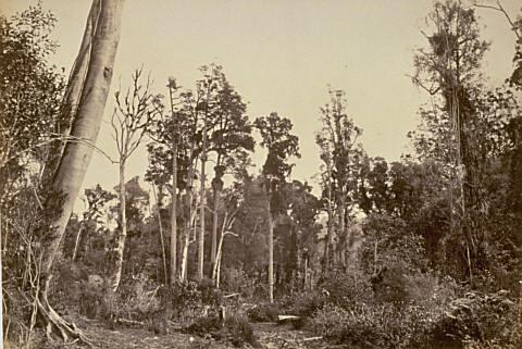 Titirangi