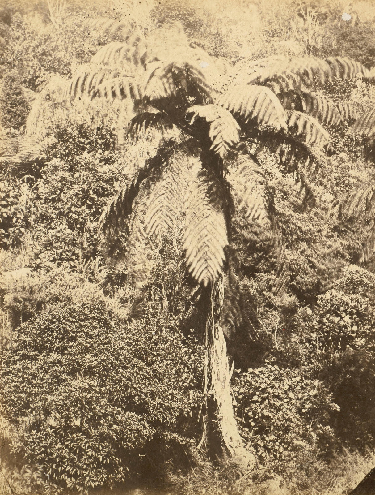 Ponga (cyathea dealbata) Auckland Domain