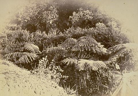 Ponga and gorse, Auckland Domain