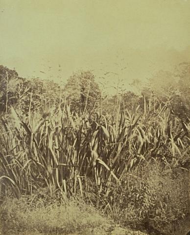 Harakeke (Phormium tenax)
