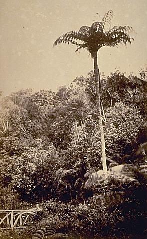 Mamaku and rustic bridge, entrance to Auckland Domain (1)