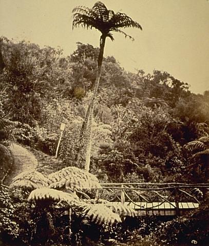 Mamaku and rustic bridge, entrance to Auckland Domain (2)