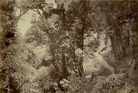 Bush near Thames Goldfield