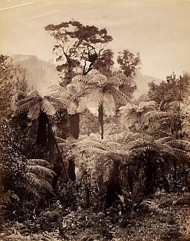 Ponga and Rimu, near Titirangi
