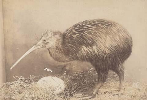 Apteryx Australis Mantelli Specimen, Mounted
