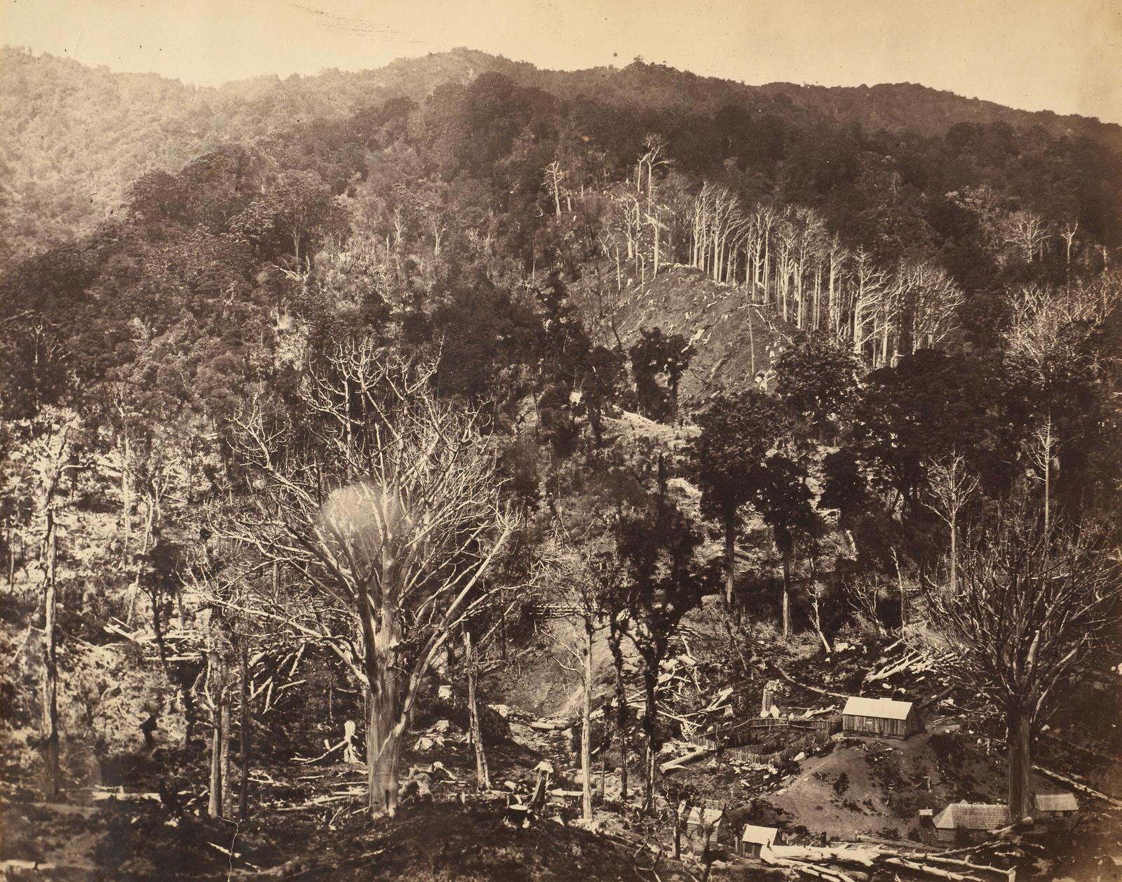 Bush, Coromandel Ranges