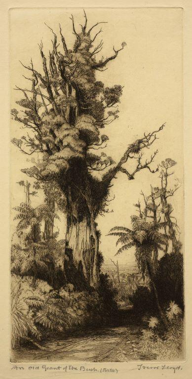 An Old Giant of the Bush (Rata)