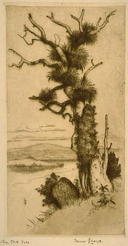 An Old Tree