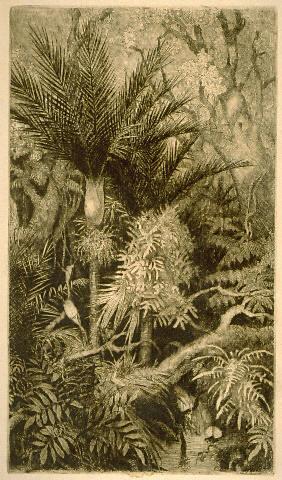 Untitled (Native bush with fantail)