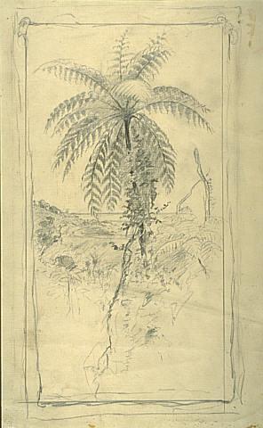 Untitled (Study of a large fern tree)