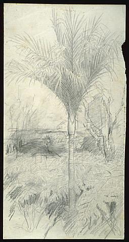 Untitled (Study of a nikau palm)
