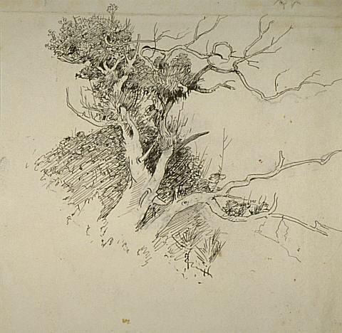 Untitled (Tree study)