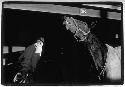 Waterlea, Blenheim - 13 June 1978