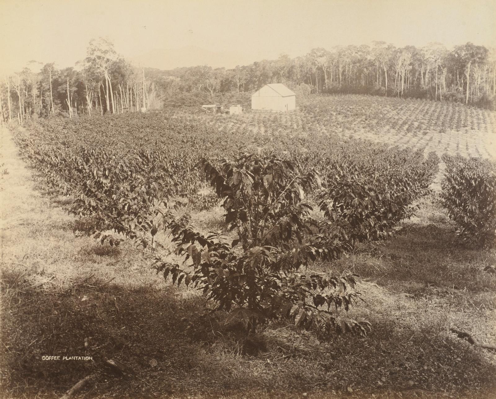 Coffee plantation, Queensland
