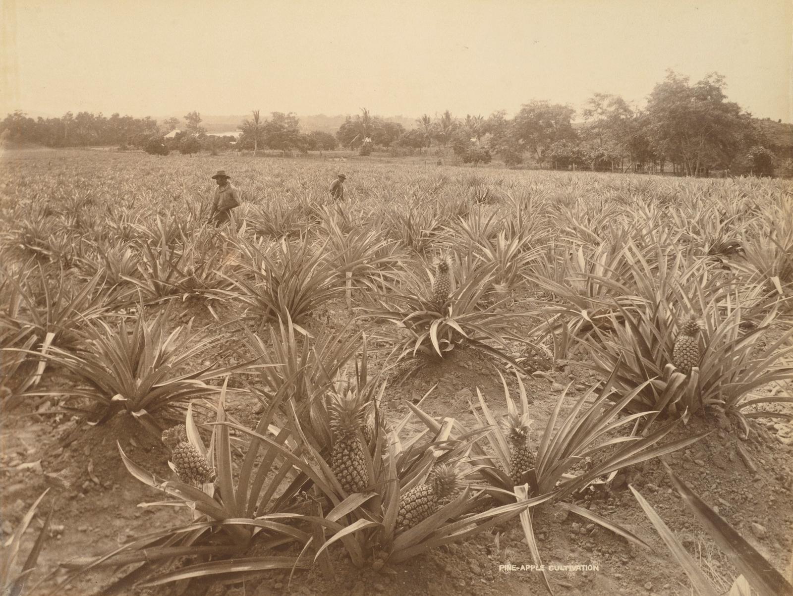 Pineapple Cultivation, Queensland