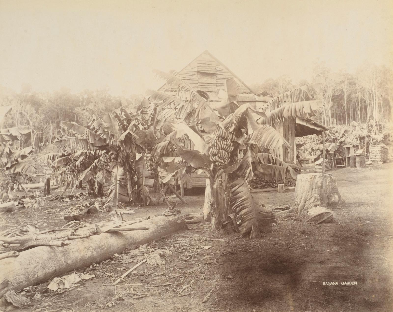 Banana Garden, Queensland