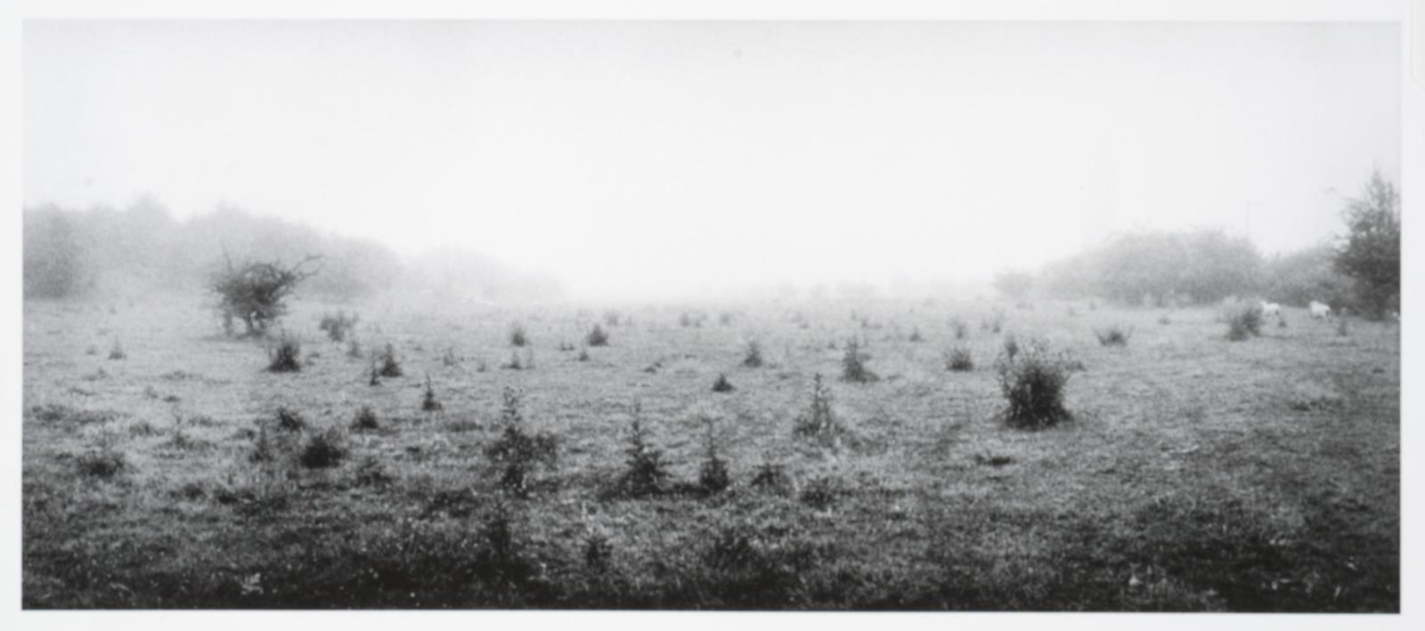 Hawthorne and Thistle - remnants of an old orchard, Koiro, Wanganui River