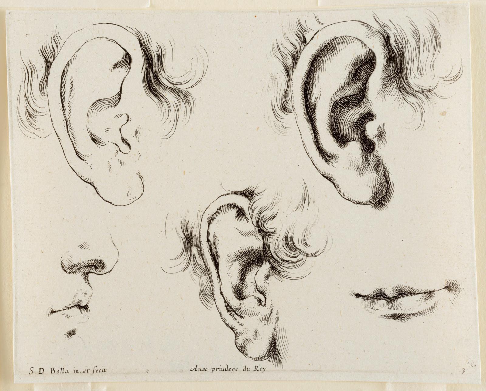 Trois orgilles, un nez en profil et une bouche