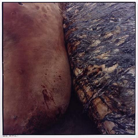 Whale Stranding at Muriwai Beach No.14