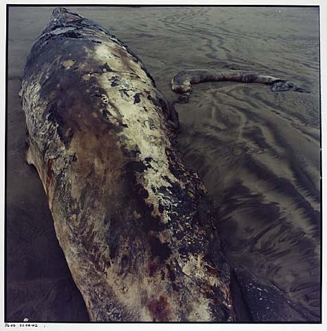 Whale Stranding at Muriwai Beach No.15