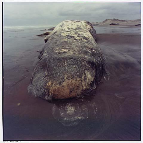 Whale Stranding at Muriwai Beach No.22