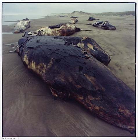 Whale Stranding at Muriwai Beach No.26