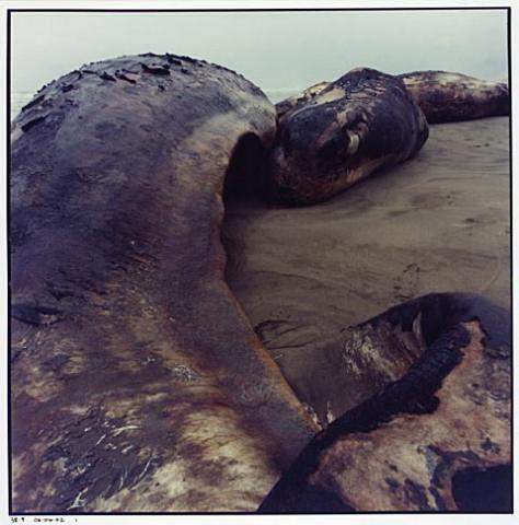 Whale Stranding at Muriwai Beach No.27