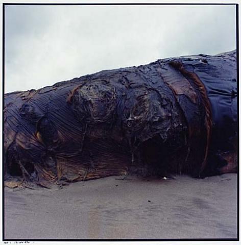 Whale Stranding at Muriwai Beach No.30