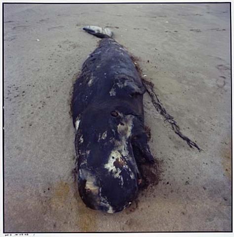 Whale Stranding at Muriwai Beach No.31
