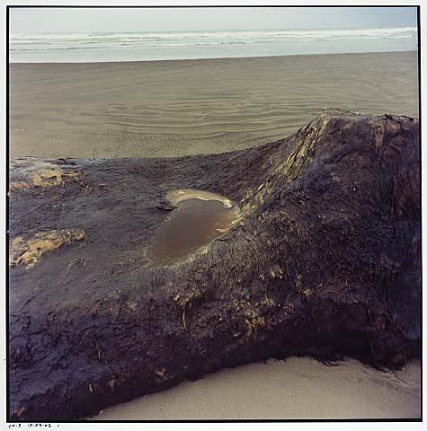 Whale Stranding at Muriwai Beach No.33