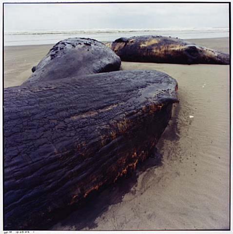 Whale Stranding at Muriwai Beach No.36