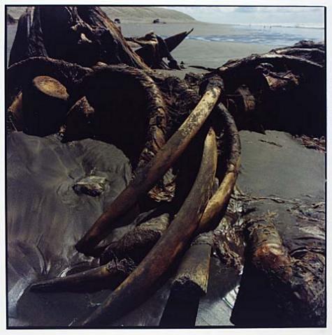 Whale Stranding at Muriwai Beach No.41