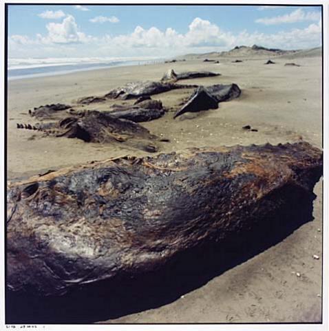 Whale Stranding at Muriwai Beach No.43