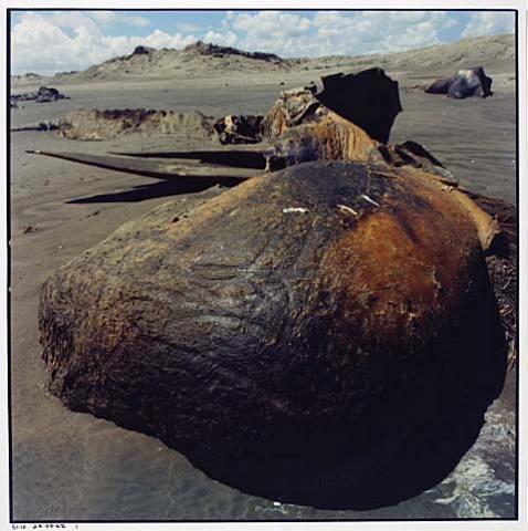 Whale Stranding at Muriwai Beach No.47