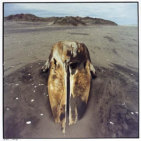 Whale Stranding at Muriwai Beach No.53